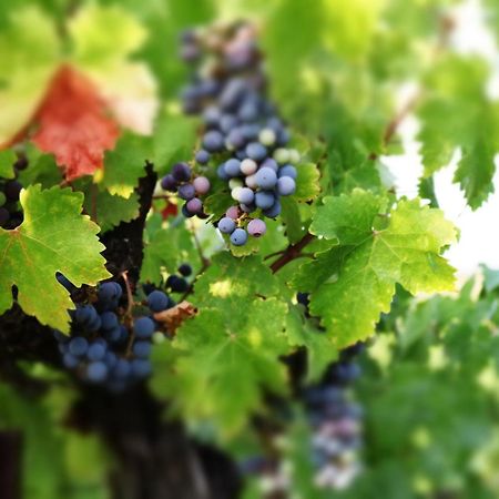 Churon Inn Winery 蒂梅丘拉 外观 照片