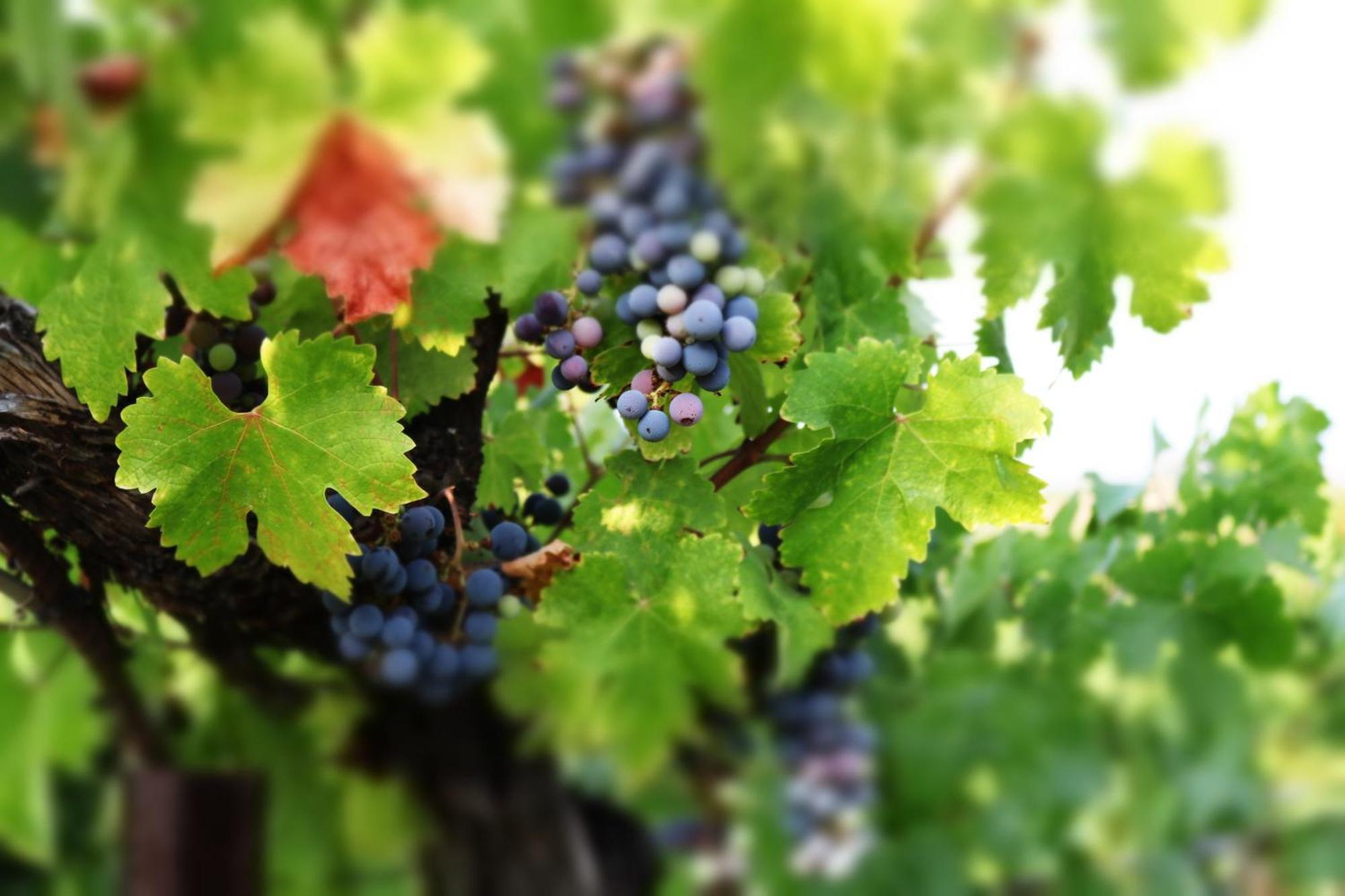 Churon Inn Winery 蒂梅丘拉 外观 照片